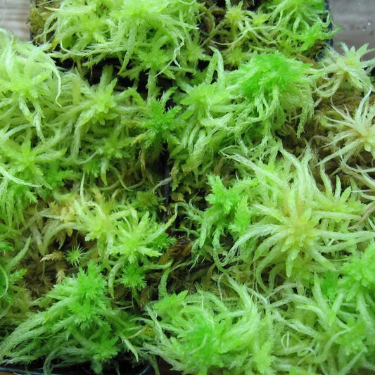 Terrariummossa: Levande sphagnum