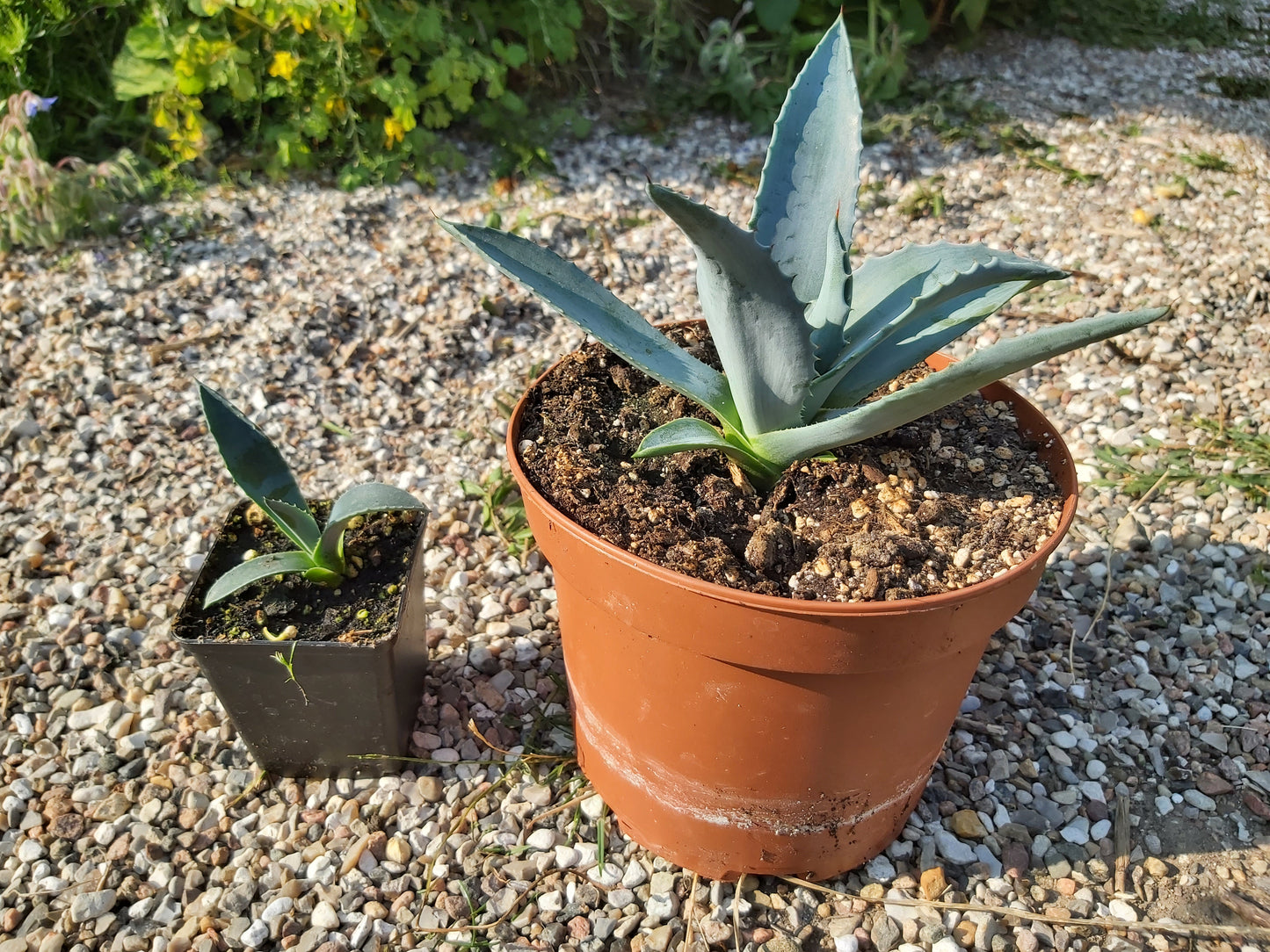 Lille og mellem Agave (Agave americana) stående ved siden af hinanden