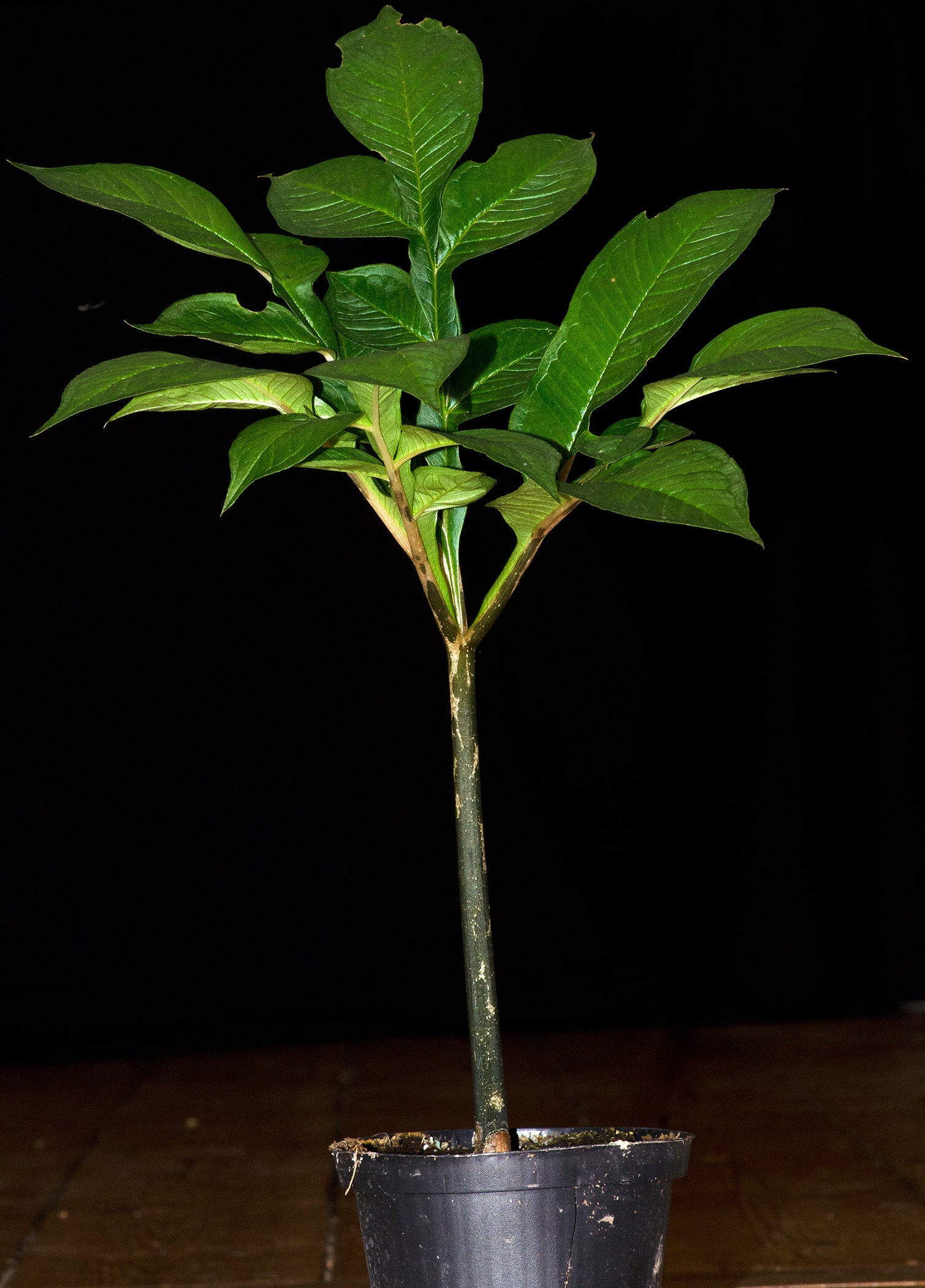 Leopardstilk (Amorphophallus konjac) også kaldet penisplante