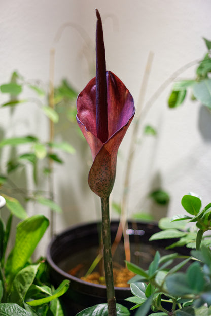 Blomstrende Leopardstilk (Amorphophallus konjac)