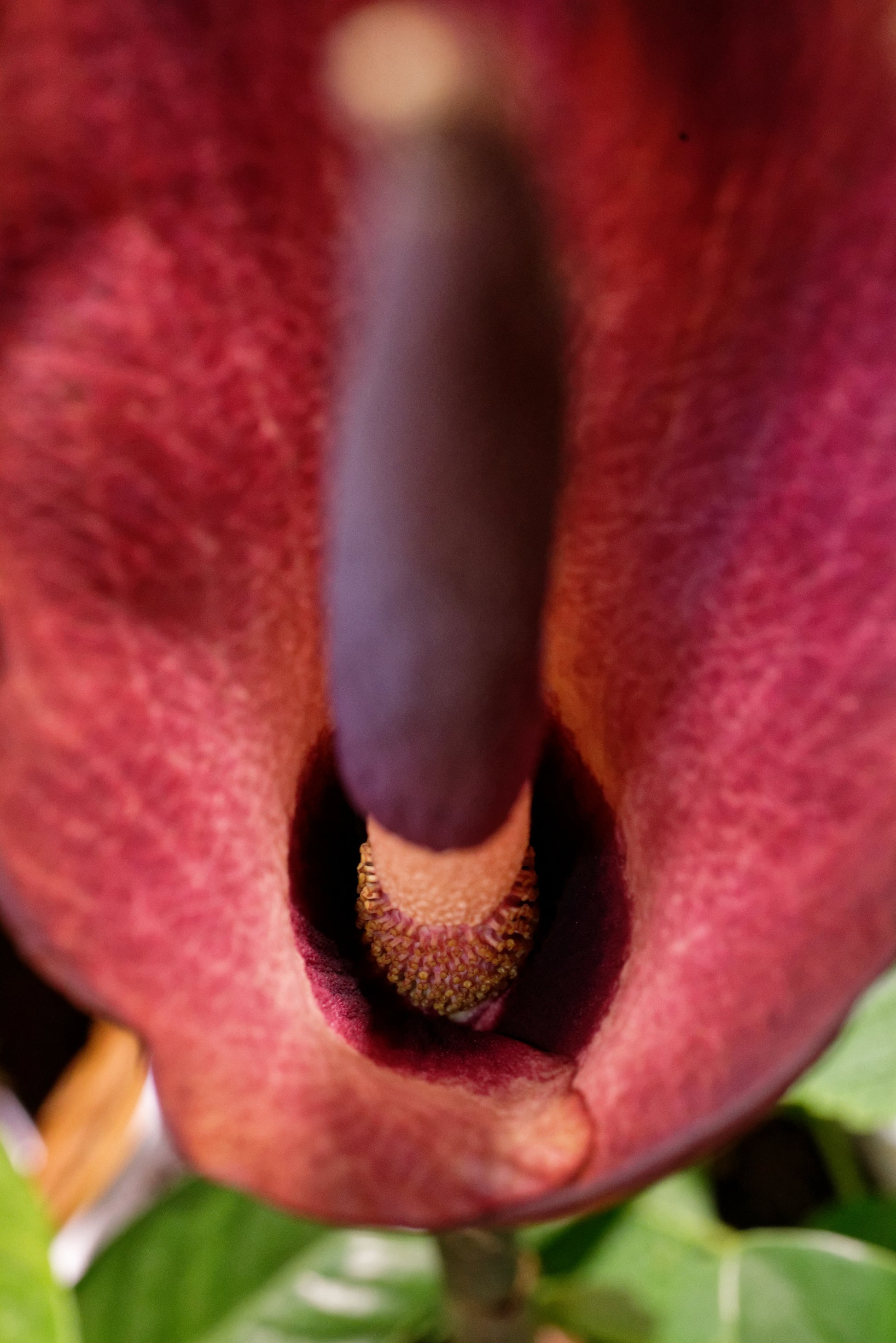 Nærbillede af blomsten fra Leopardstilk (Amorphophallus konjac)