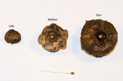 Leopardenstiel (Amorphophallus konjac) | Knollen