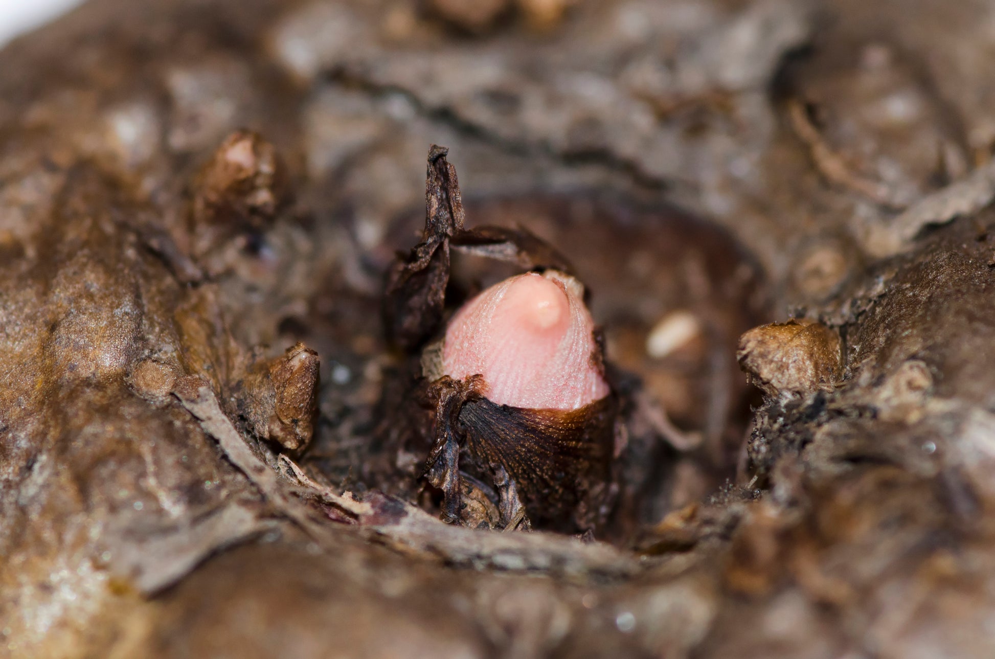 Knold af Leopardstilk (Amorphophallus konjac), der så småt begynder at vokse