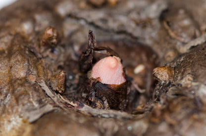 Knold af Leopardstilk (Amorphophallus konjac), der så småt begynder at vokse