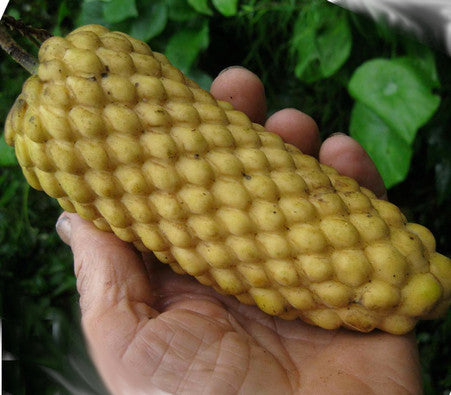 Conica sukkeræble frugt (Annona conica)