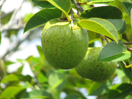 Frugt fra Sumpæblet (Annona glabra)