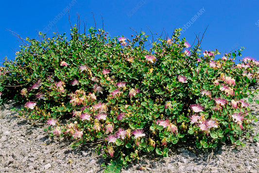 Flot og blomstrende Kapers busk (Capparis spinosa) 