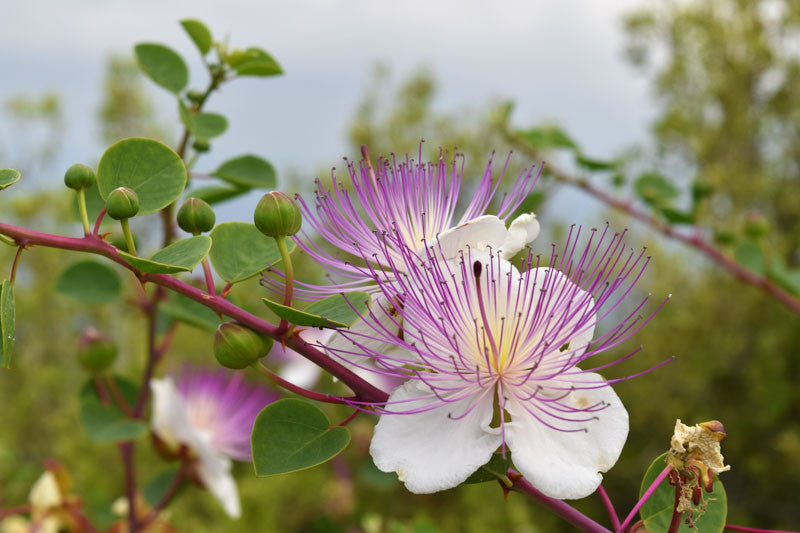 De smukke hvide og lilla blomster af Kapers (Capparis spinosa) 