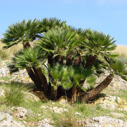 Stor Viftepalme (Chamaerops humilis)