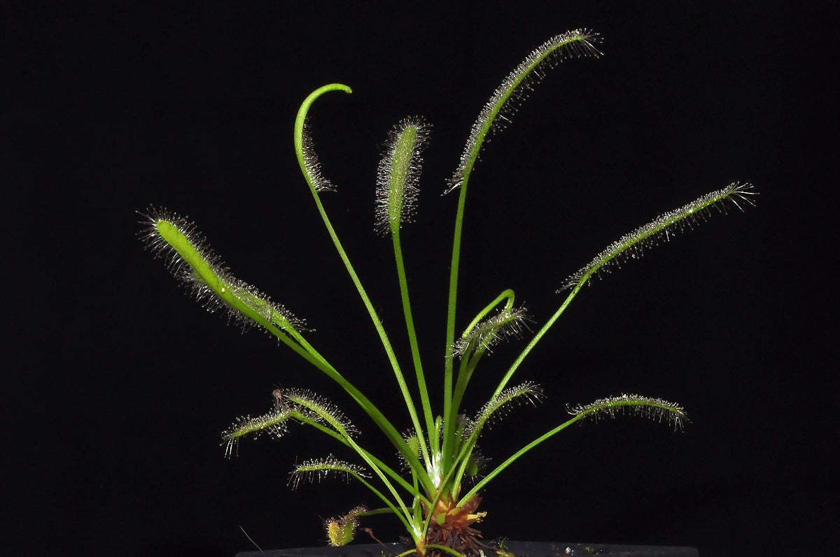 Flot plante af denne grønne variant af Soldug (Drosera capensis "alba")