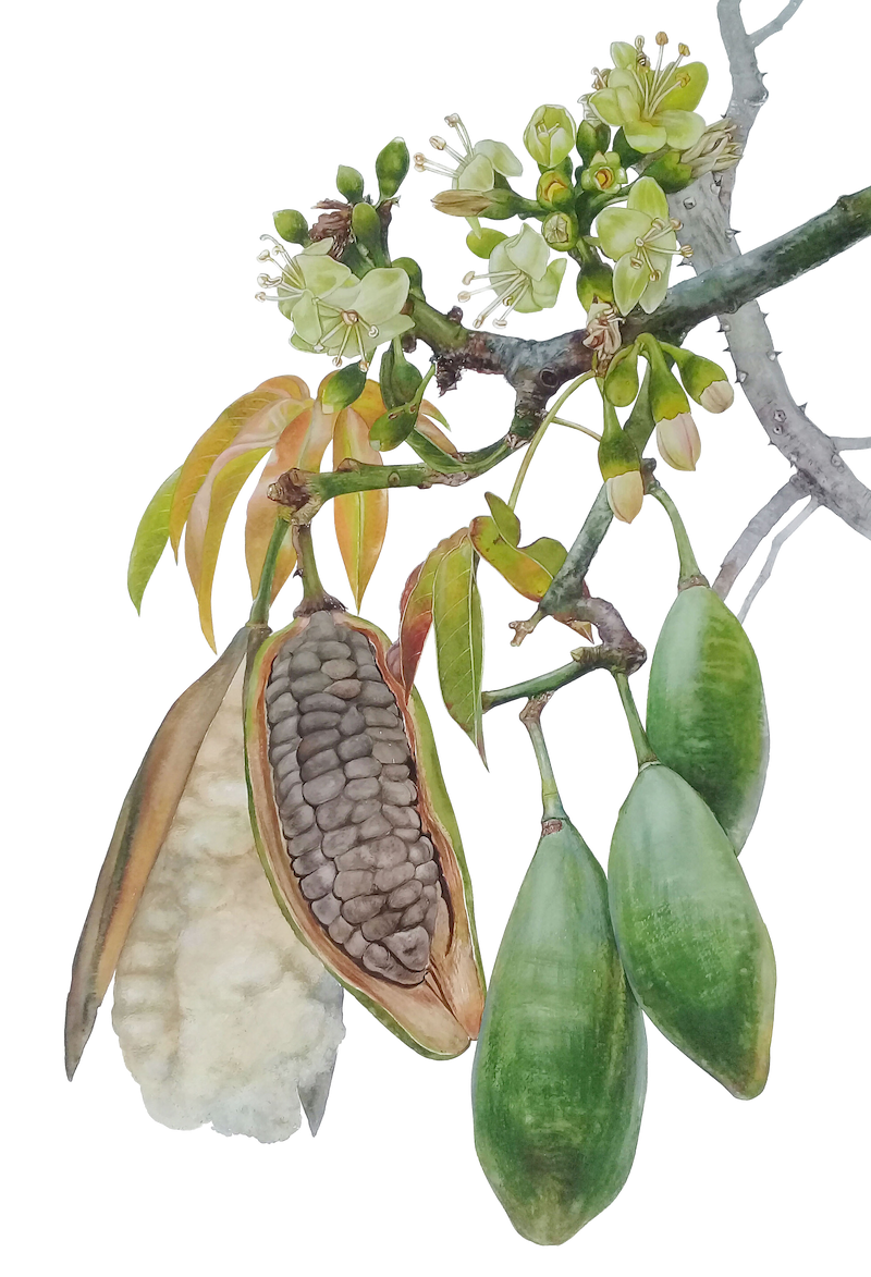 Frugt og frøkapsler af Kapoktræ (Ceiba pentandra)