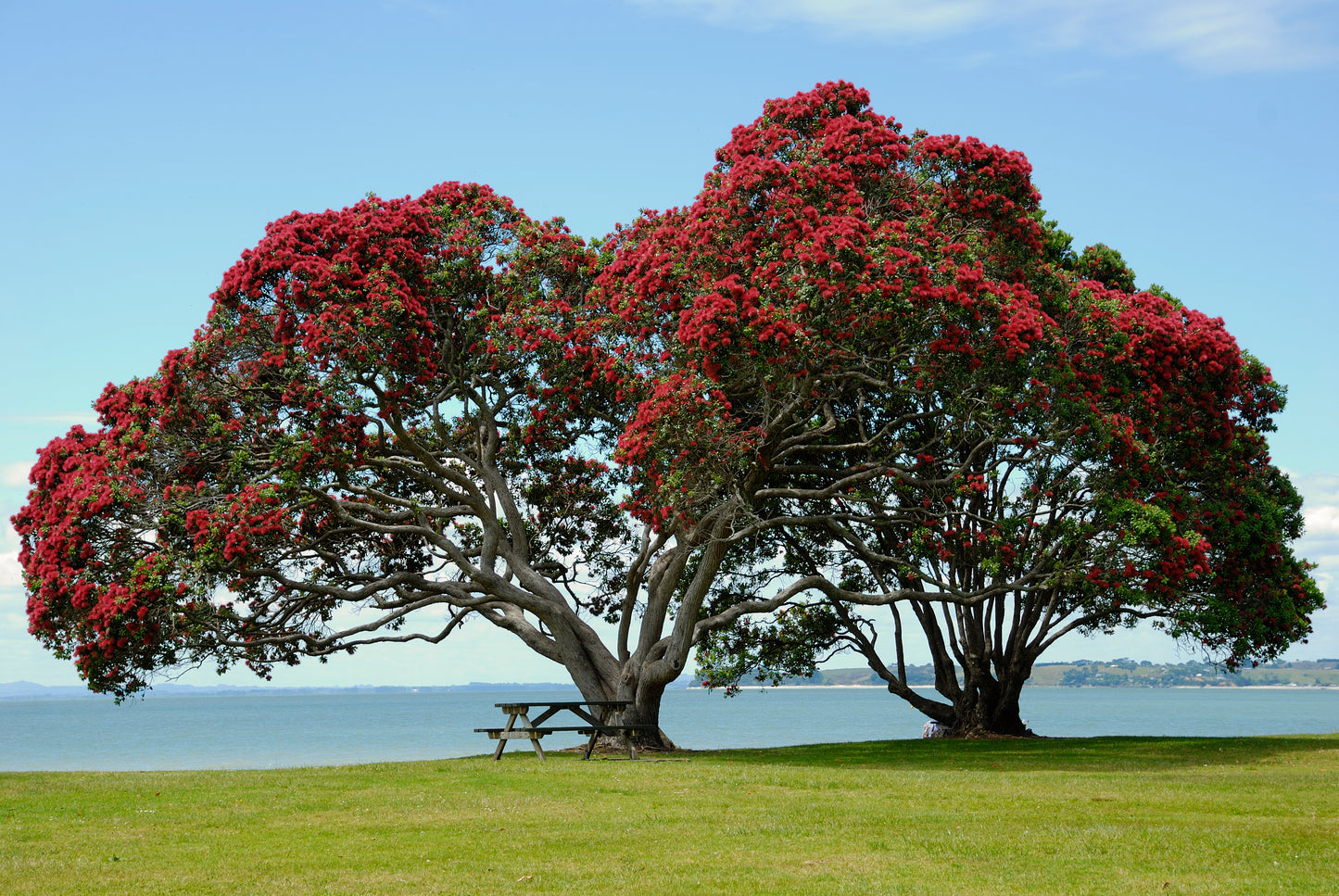 Det smukke, blomstrende New Zealandske Juletræ (Metrosideros excelsa) med røde blomster