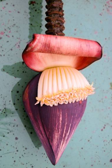 Blomst af Abefingrebanan (Musa acuminata microcarpa)