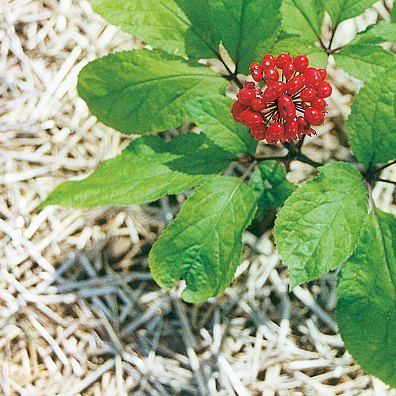 Lille Ginseng plante (Panax ginseng) med røde bær