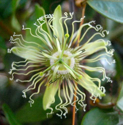 Den fine, hvide blomst af Sort passionsfrugt (Passiflora auriculata)