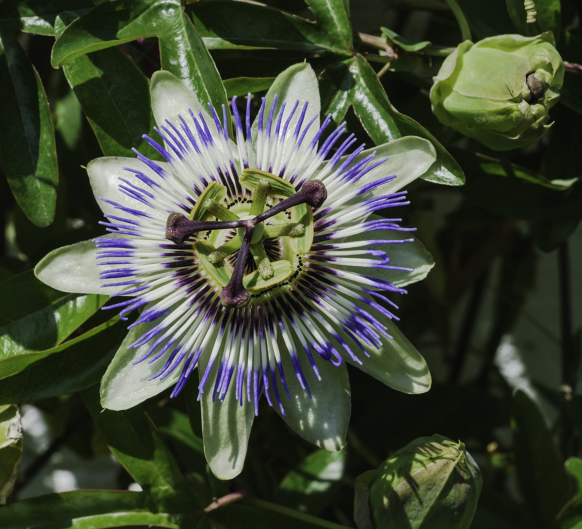 Flot blomst af Blå passionsblomst (Passiflora caerulea)