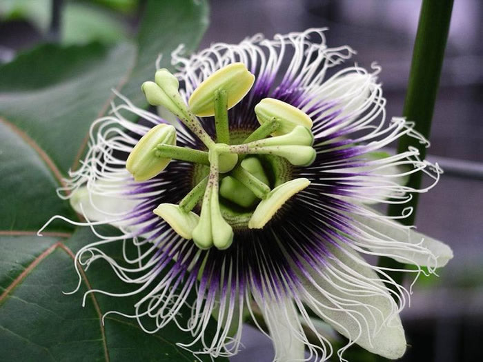 Den smukke blomst af Gul passionsfrugt (Passiflora edulis flavicarpa)