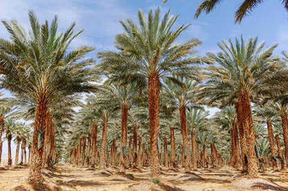 Flotte rækker af Daddelpalmer (Phoenix dactylifera)