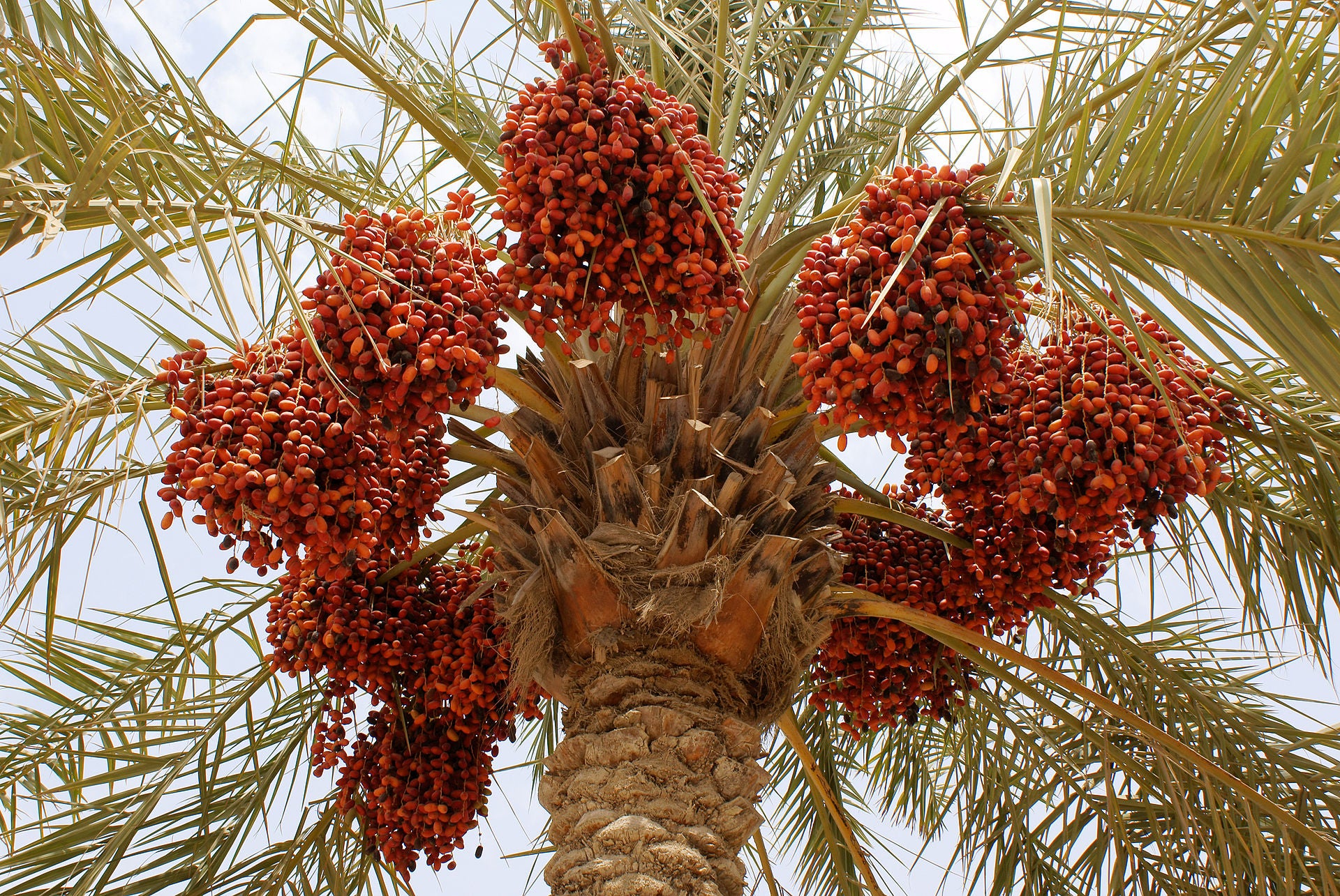 Daddelpalme (Phoenix dactylifera) med store klaser med rødlige frugter