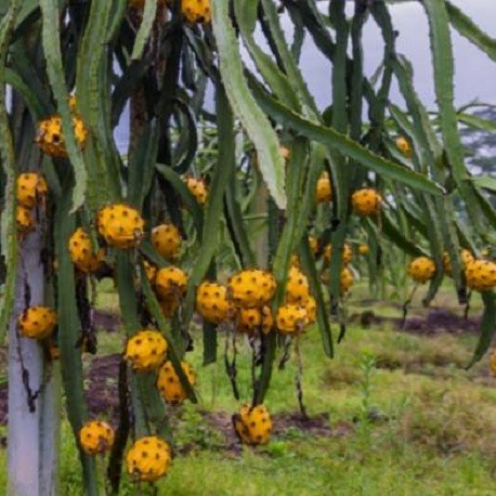 Gul Dragefrugt (Hylocereus megalanthus) med frugter