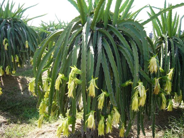 Blomstrende Hvid Dragefrugt (Hylocereus undatus)