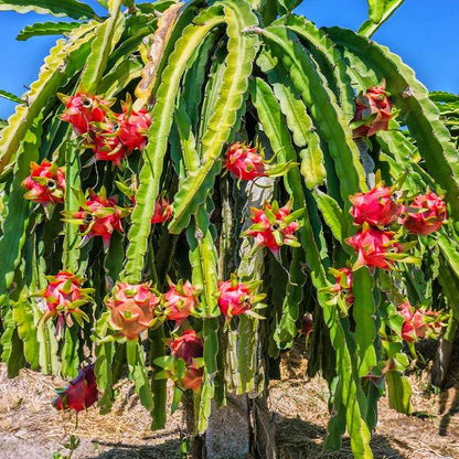 Rød Dragefrugt (Hylocereus costaricensis) med modne frugter