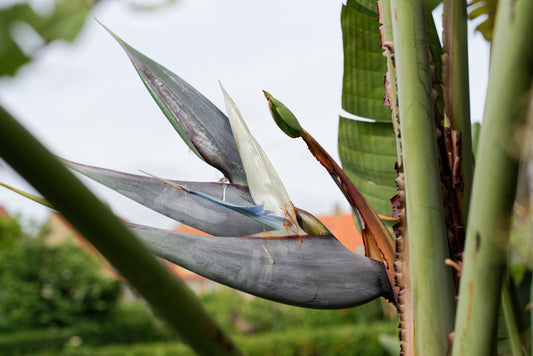 Den store og smukke blomst af Hvid paradisblomst (Strelitzia nicolai)