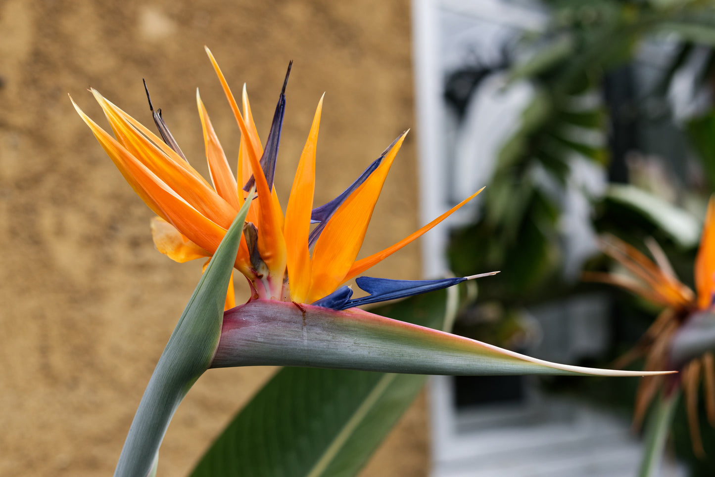 Den smukke blomst af Paradisblomst (Strelitzia reginae)