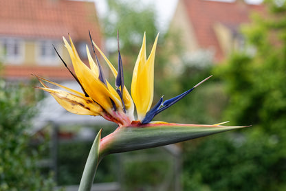 Den flotte og mere gule blomst af Mandelas paradisblomst (Strelitzia reginae "Mandelas gold")