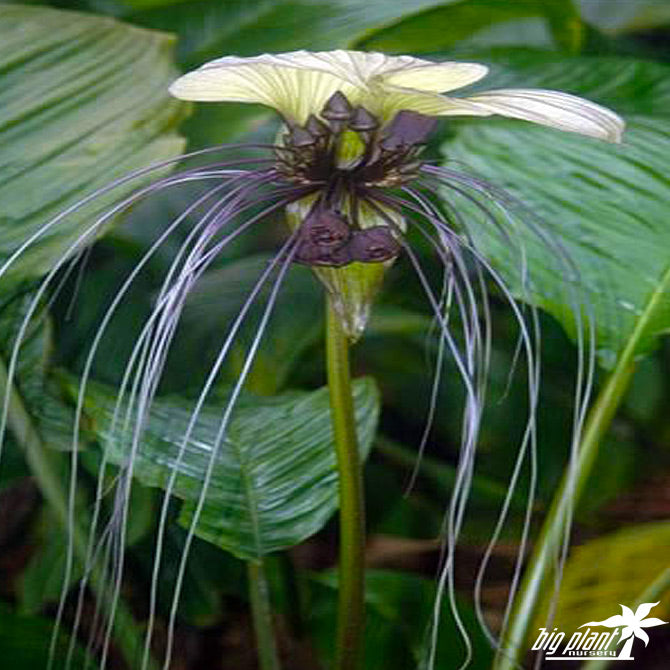 Den smukke og overdådige blomst af Hvid flagermusblomst (Tacca integrifolia)