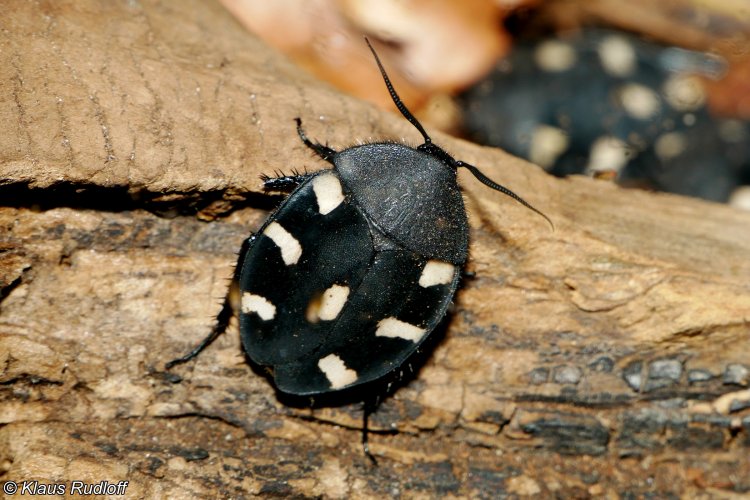 Flot voksen Dominokakerlak (Therea bernhardti)