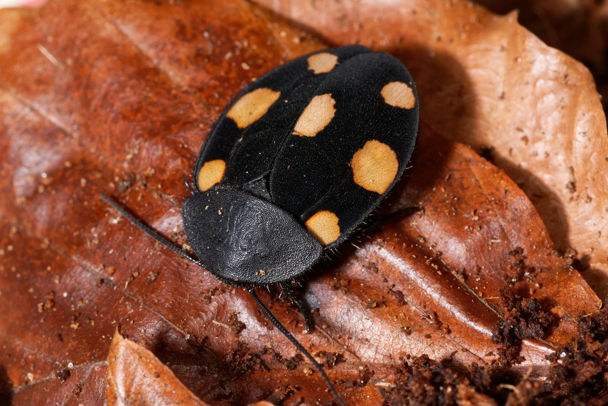 Orange dominokakerlak (Therea regularis)