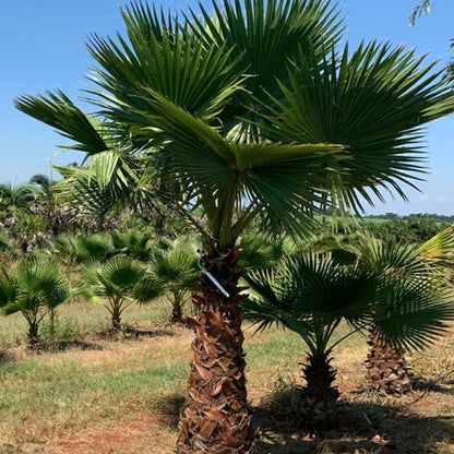 Trådpalme (Washingtonia filifera)